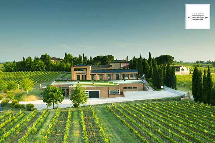 Vườn nho rượu Montepulciano nhìn từ trên cao 