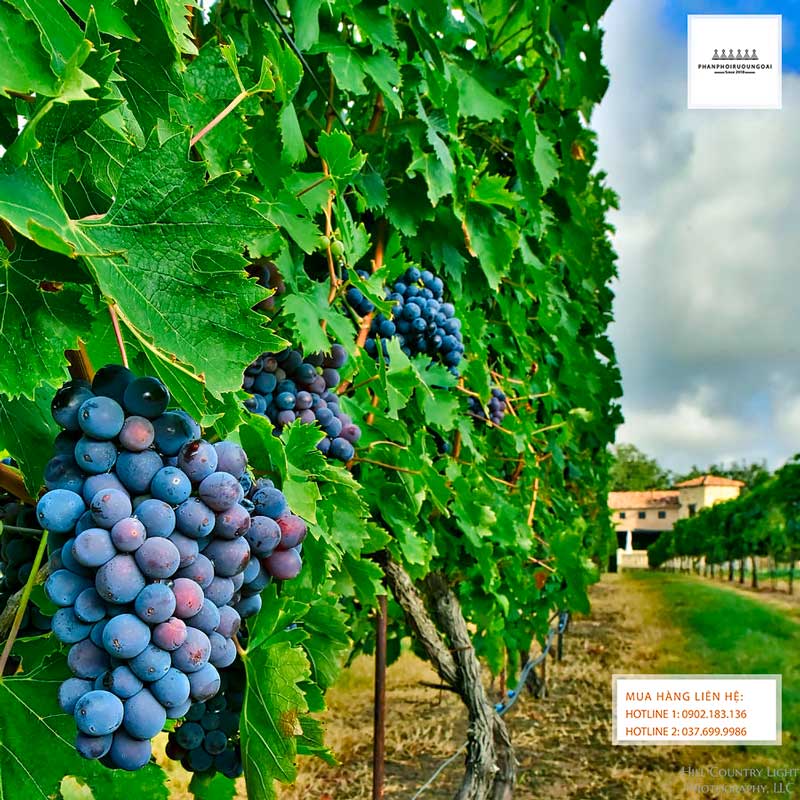 Vườn nho rượu Montepulciano tại Italy 