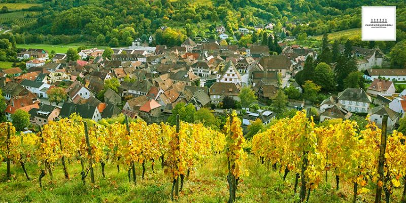 Vườn nho rượu Riesling tại Alsace nước Pháp Vườn nho rượu Riesling tại Alsace nước Pháp