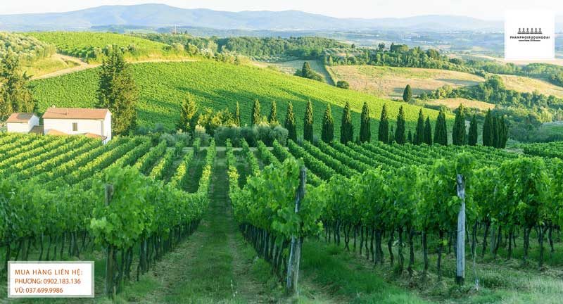 Vườn nho rượu Sangiovese tại Tuscany 