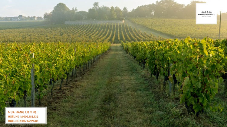 Vườn nho rượu từ giống nho Cabernet Franc