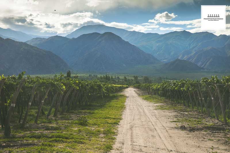 Vườn nho Torrontes tại Salta Argentina