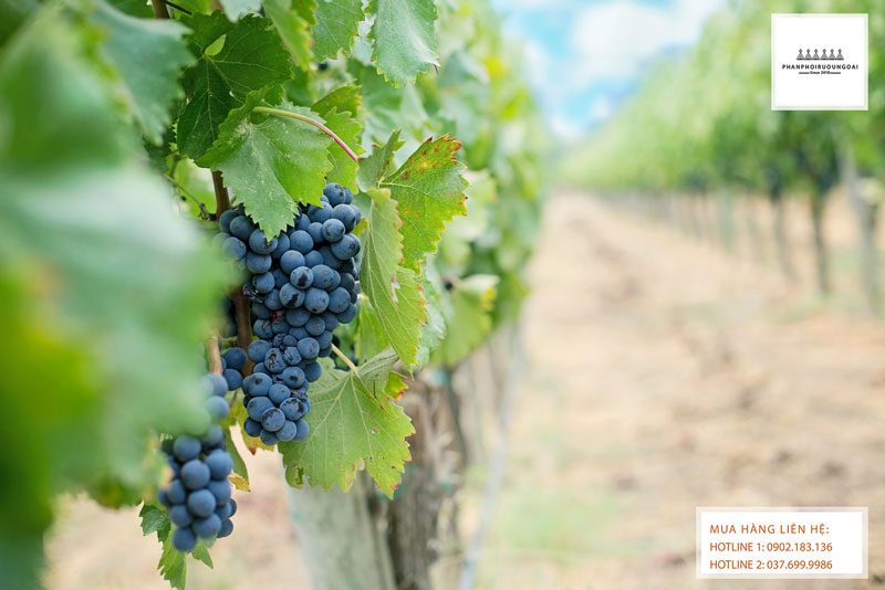 Vườn nho từ giống nho rượu Cabernet Franc Vườn nho từ giống nho rượu Cabernet Franc