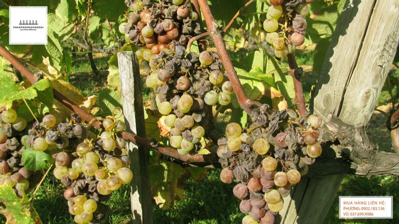 Các chùm nho được sử dụng vi khuẩn nấm Boytritis Các chùm nho được sử dụng vi khuẩn nấm Boytritis