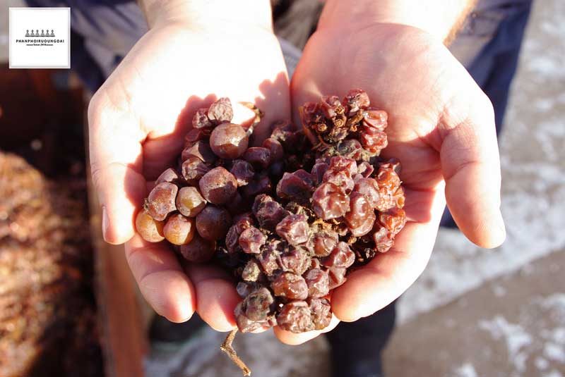 Các chùm nho rượu sau khi đã Noble rot Các chùm nho rượu sau khi đã Noble rot