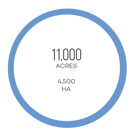 Diện tích trồng nho sản xuất rượu Sauternais Diện tích trồng nho để sản xuất rượu Sauternais