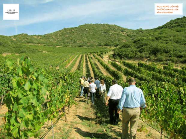 Ghé thăm vườn nho rượu để làm rượu Marsala tại Sicily Italy Ghé thăm vườn nho rượu để làm rượu Marsala tại Sicily Italy
