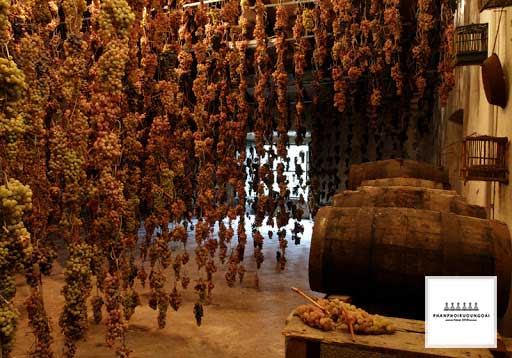 Nho rượu được làm khô để tiến hành sản xuất rượu Vin Santo Nho rượu được làm khô để tiến hành sản xuất rượu Vin Santo