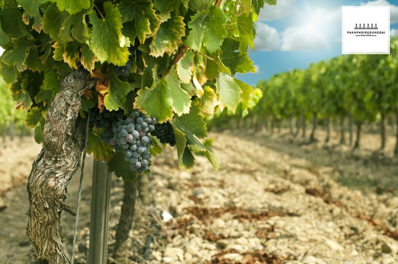 Nho rượu sử dụng để sản xuất rượu Sherry