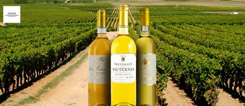 vườn nho nằm gần sông tại Bordeaux Rượu vang Sauternais và vườn nho nằm gần sông tại Bordeaux