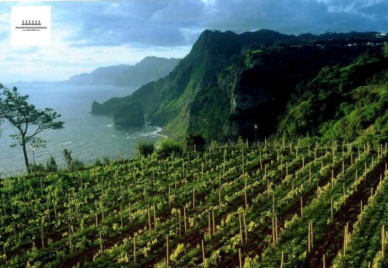 Vườn nho rượu dùng để làm rượu Madeira tại Bồ Đào Nha 