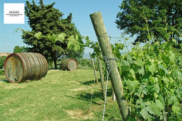 Vườn nho rượu dùng để làm rượu vang Vin Santo 