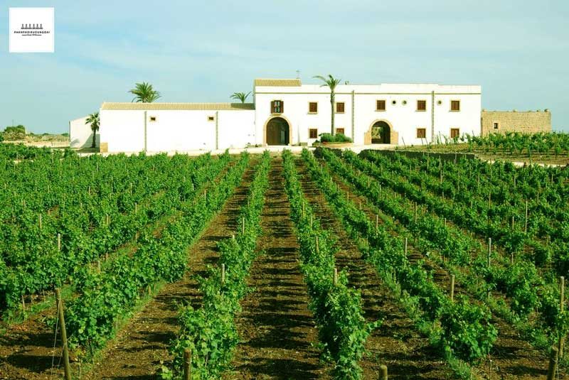 Vườn nho rượu tại Sicily , Italy 