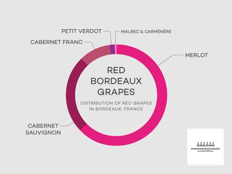 Các giống nho rượu phổ biến để làm rượu vang Bordeaux Blend 