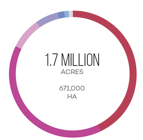 Diện tích trồng nho để làm rượu vang Bordeaux Blend Diện tích trồng nho để làm rượu vang Bordeaux Blend
