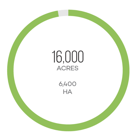Diện tích trồng nho rượu Pinotage tại Nam Phi Diện tích trồng nho rượu Pinotage tại Nam Phi