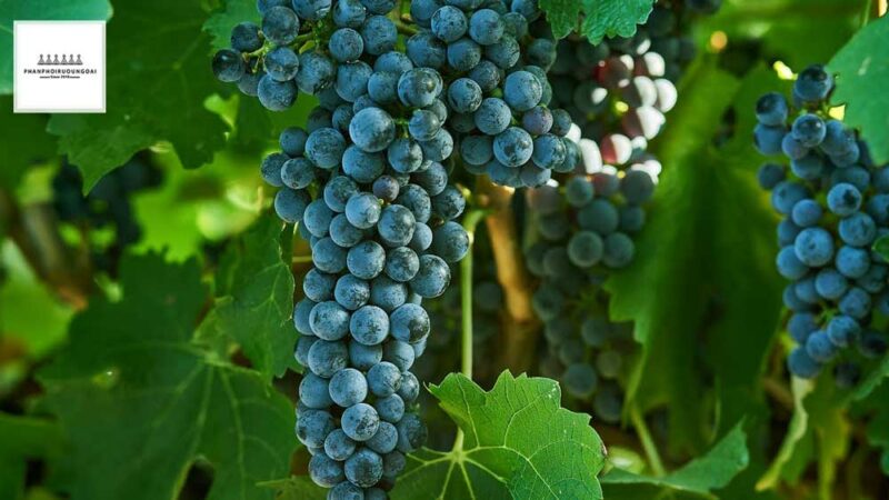 Giống nho rượu Cabernet Sauvignon 2020 Giống nho rượu Cabernet Sauvignon 2020