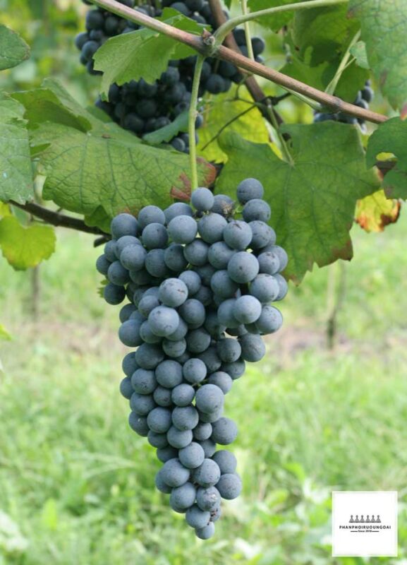 Giống nho rượu Nebbiolo từ miền bắc nước Italy Giống nho rượu Nebbiolo từ miền bắc nước Italy