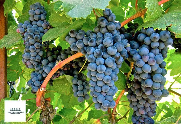 Giống nho rượu Petit Verdot Giống nho rượu Petit Verdot