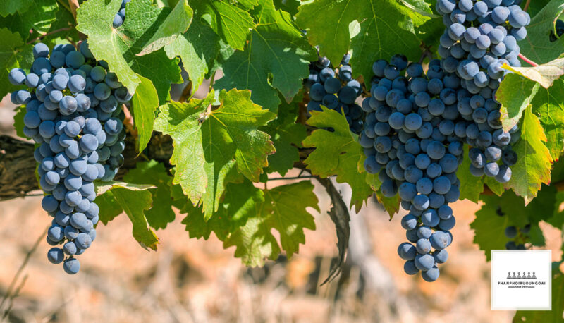 Giống nho rượu Pinotage Giống nho rượu Pinotage xuất xứ từ Nam Phi