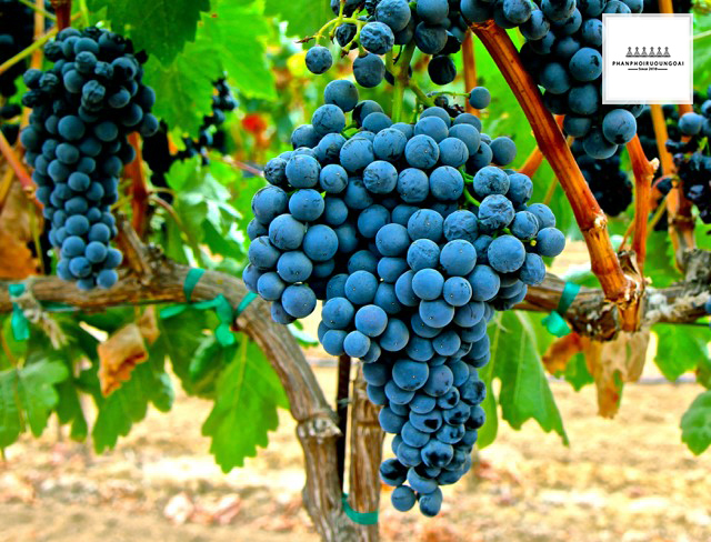 Giống nho rượu Tempranillo từ Tây Ban Nha 