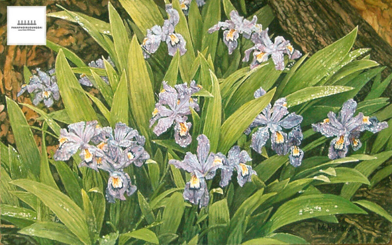 Hoa diên vĩ dại Wild Iris có trong hương vị rượu vang Malbec 