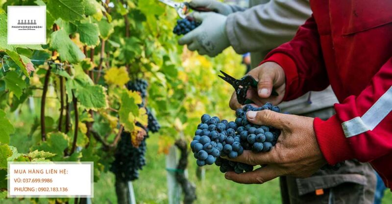 Thu hoạch nho rượu Nebbiolo tại miền bắc nước Ý Thu hoạch nho rượu Nebbiolo tại miền bắc nước Ý