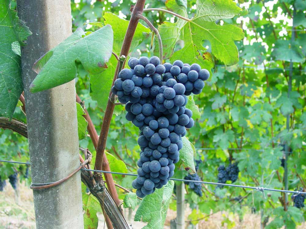 Tìm hiểu thông tin giống nho rượu Nebbiolo từ miền bắc nước Ý
