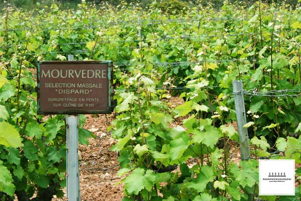 Vườn nho Mourvèdre tại Pháp và có thể tìm nó với nhãn Bandol tại Provence 