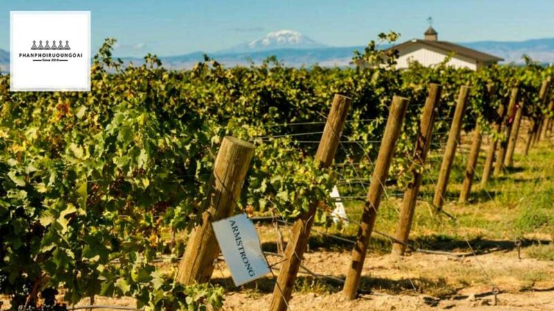 Vườn nho Petit Verdot tại Bordeaux Pháp Vườn nho Petit Verdot tại Bordeaux Pháp