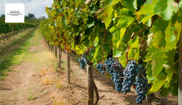 Vườn nho Rượu Aglianico tại miền Nam nước Ý