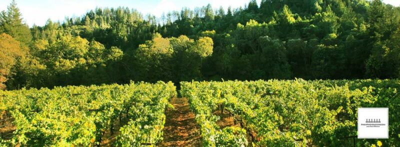 Vườn nho rượu Cabernet Sauvignon tốt nhất tại Pháp Vườn nho rượu Cabernet Sauvignon tốt nhất tại Pháp