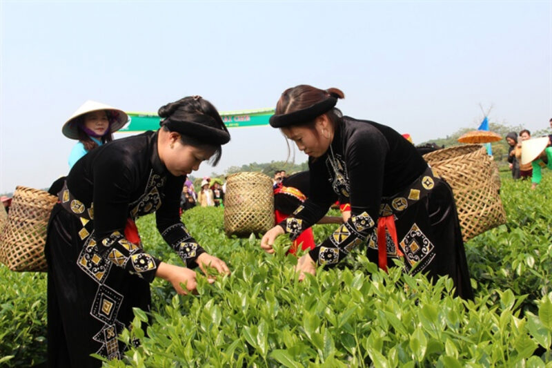 Ngành chè đón nhận xu hướng tiêu dùng mới năm 2021 Ngành chè đón nhận xu hướng tiêu dùng mới năm 2021