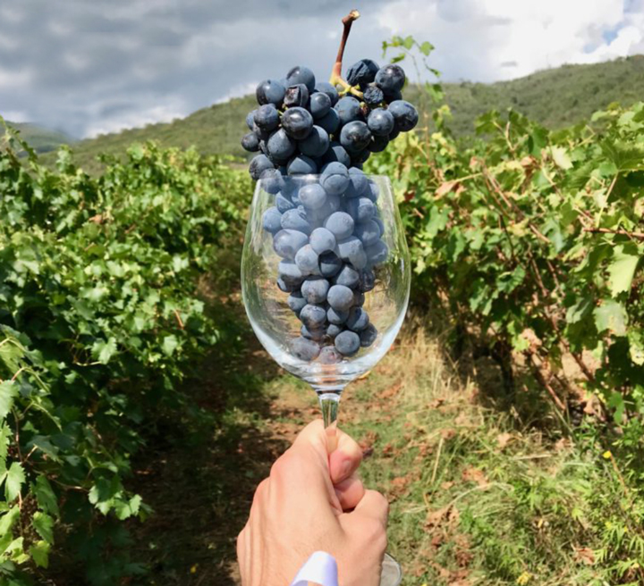 Vườn nho của Cantine Pandora Vườn nho của Cantine Pandora