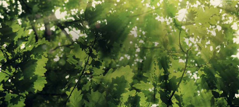 Rượu Macallan được làm hoàn toàn từ các thành phần tự nhiên