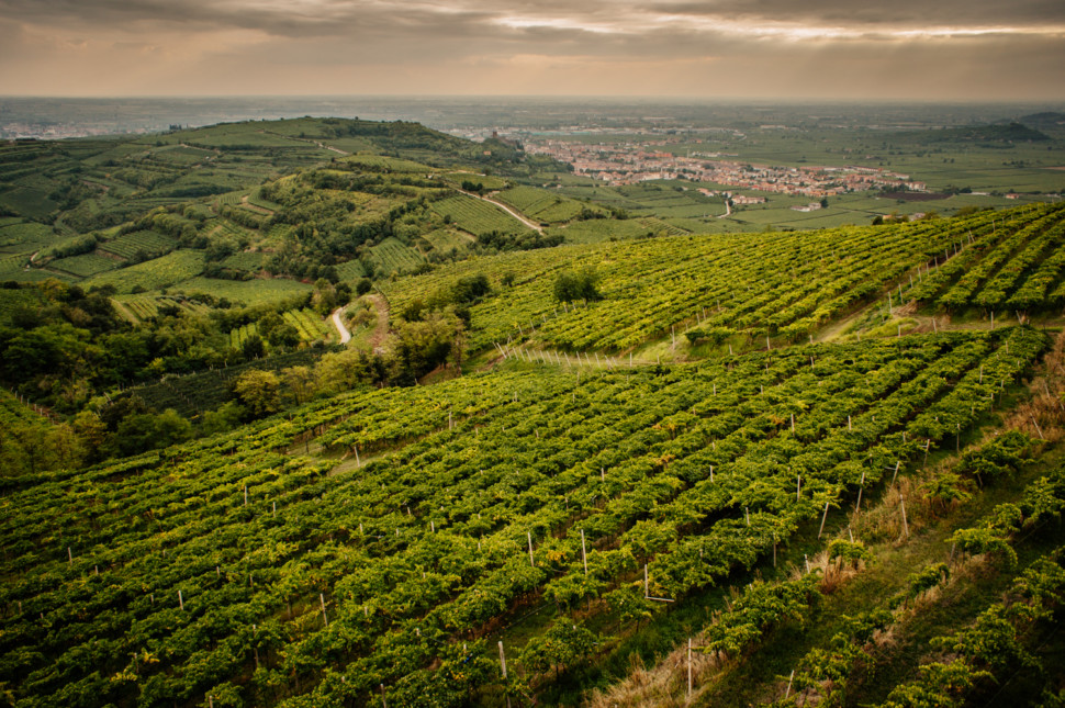 Khu vực trồng nho Veneto tại ý 