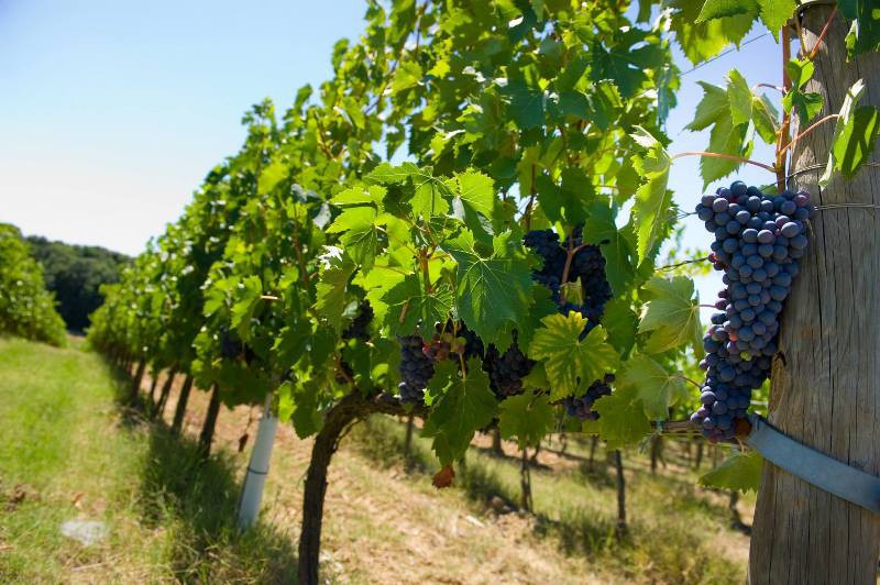 Uống rượu vang đã trở thành một nét văn hoá về rượu vang Uống rượu vang đã trở thành một nét văn hoá