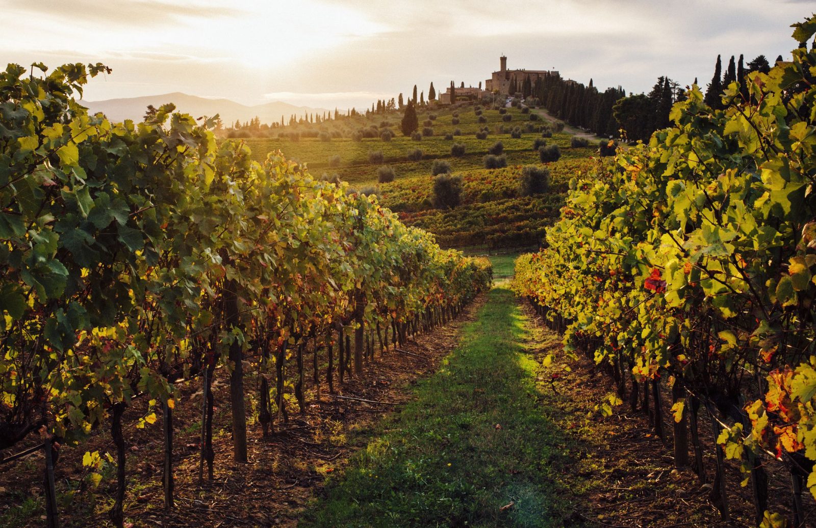 Vùng trồng nho nổi tiếng tại Tuscany 