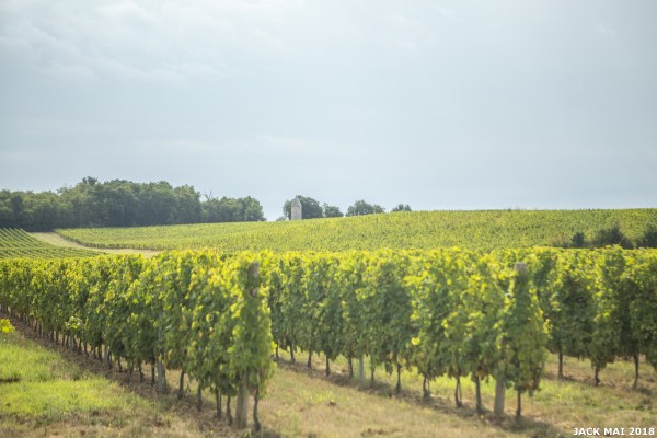 Vườn nho của nhà làm vang Univitis Pháp