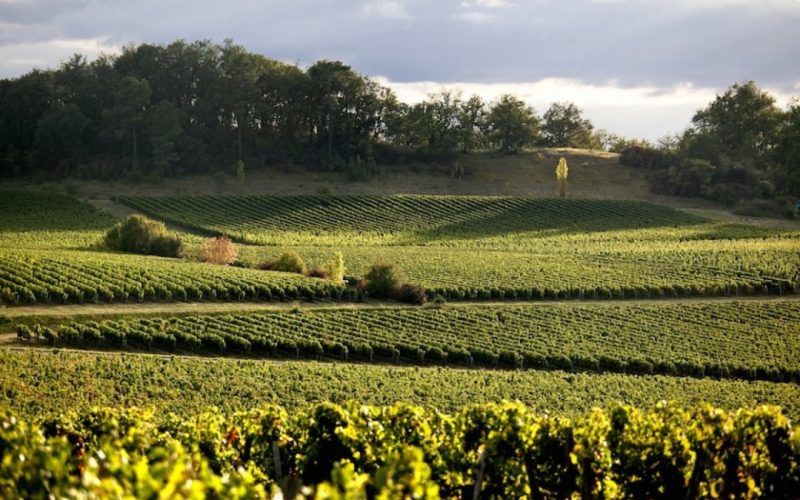 Vườn nho mang danh hiệu Bordeaux Superieur thường có sản lượng thấp hơn
